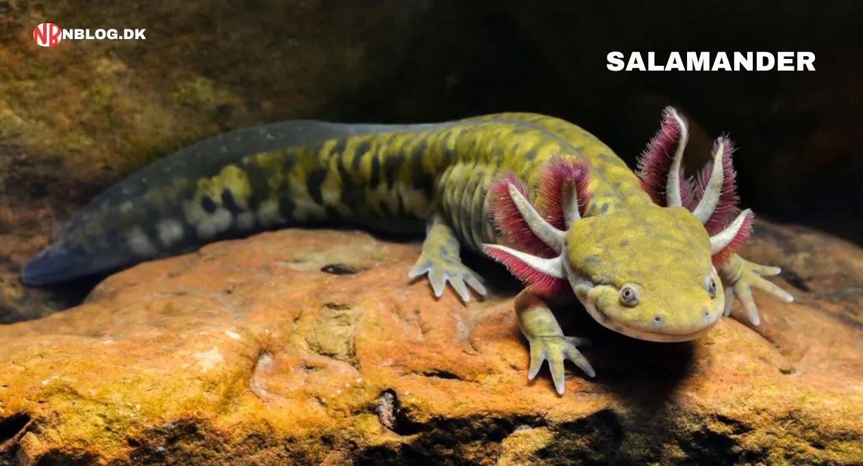 salamander